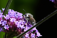 Megachile perihirta