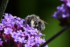 Megachile perihirta