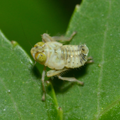 Jikradia olitoria