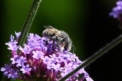 Megachile perihirta