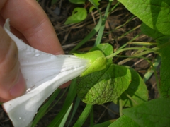Calystegia spithamaea