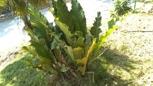 cola de faisán