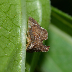 Entylia carinata