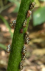 Adippe zebrina