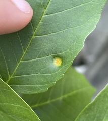 Puccinia sparganioidis