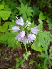 Hydrophyllum virginianum