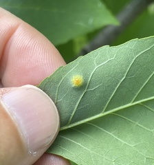Puccinia sparganioidis