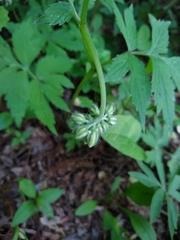Hydrophyllum virginianum