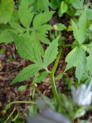 Hydrophyllum virginianum