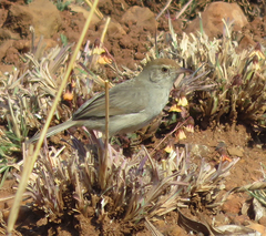 Cisticola fulvicapilla