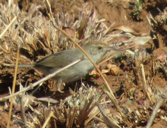 Cisticola fulvicapilla