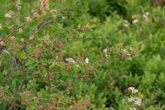 Amelanchier stolonifera