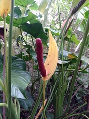 Anthurium andraeanum