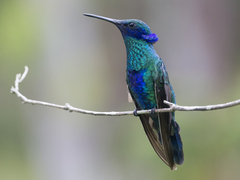 Colibri coruscans
