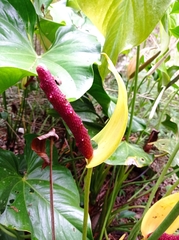Anthurium andraeanum