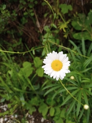 Leucanthemum sylvaticum