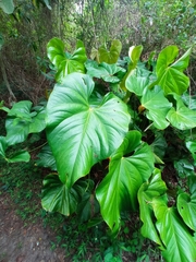 Anthurium andraeanum