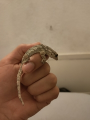 Tarentola mauritanica
