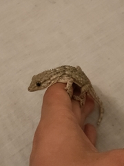 Tarentola mauritanica
