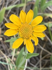 Arnica fulgens