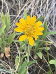 Arnica fulgens