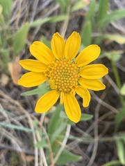 Arnica fulgens