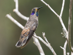 Colibri delphinae