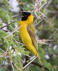 Ploceus intermedius cabanisii