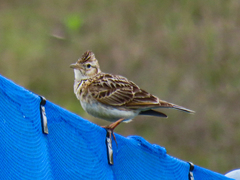 Alauda arvensis japonica