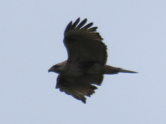 Buteo japonicus
