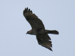 Buteo japonicus