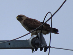 Buteo japonicus