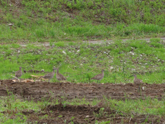 Numenius phaeopus
