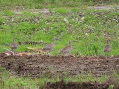 Numenius phaeopus