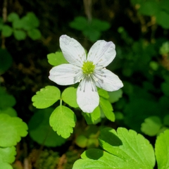 Anemonastrum deltoideum