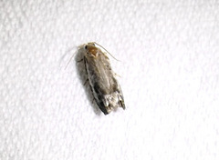 Proteoteras naracana