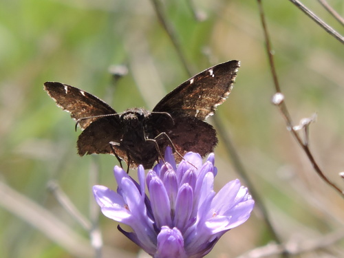 Northern Cloudywing photo 3