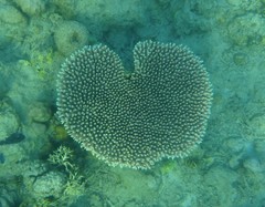 Acropora millepora