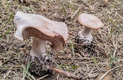 Fungi