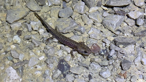 Cave Salamander