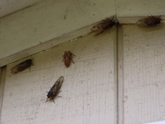 Magicicada septendecim