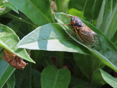 Magicicada septendecim