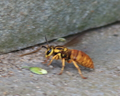 Vespula squamosa
