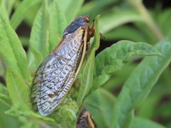 Magicicada septendecim