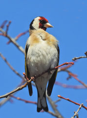 Carduelis carduelis