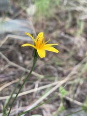 Microseris nutans