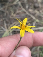 Microseris nutans