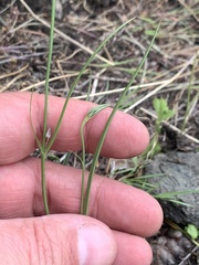 Microseris nutans