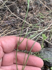 Microseris nutans