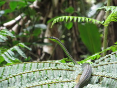Dendrelaphis formosus